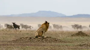 The Serengeti Journey