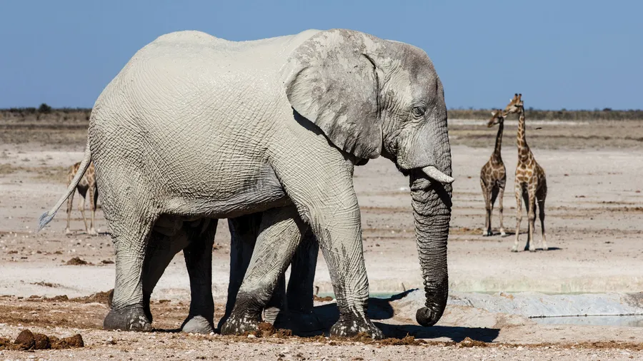 ETOSHA NATIONAL PARK